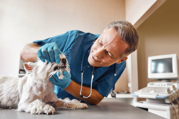 Best Emergency Dentist for Knocked-Out Tooth in Decatur, MS